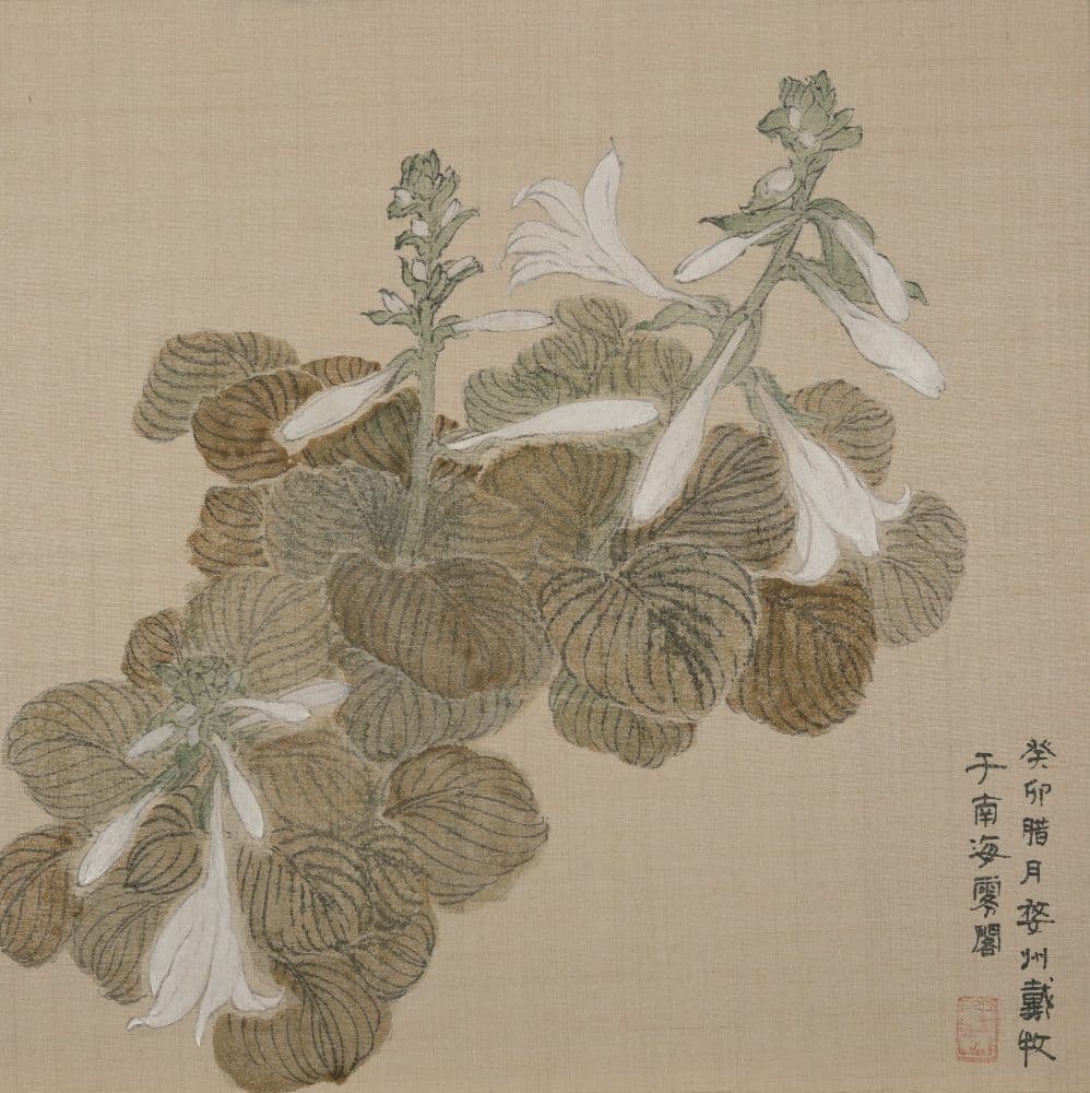 Hosta flowers