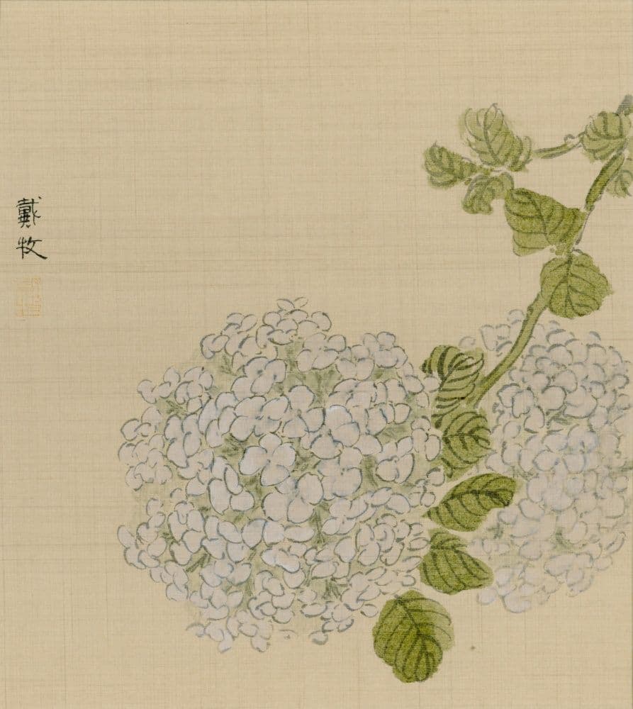 Hydrangea