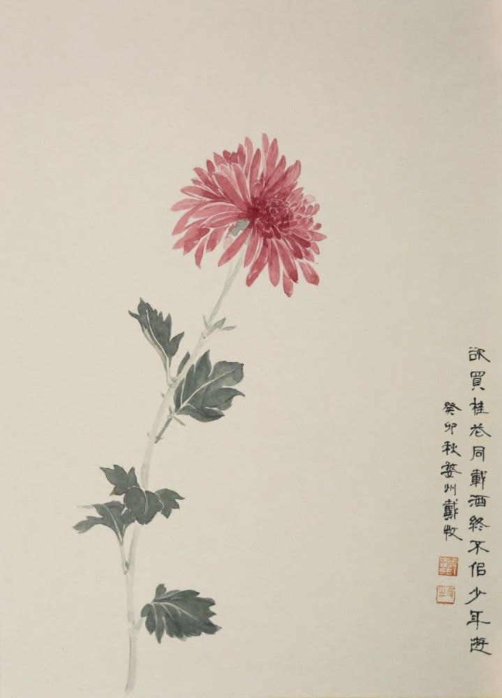 A Single Red Chrysanthemum