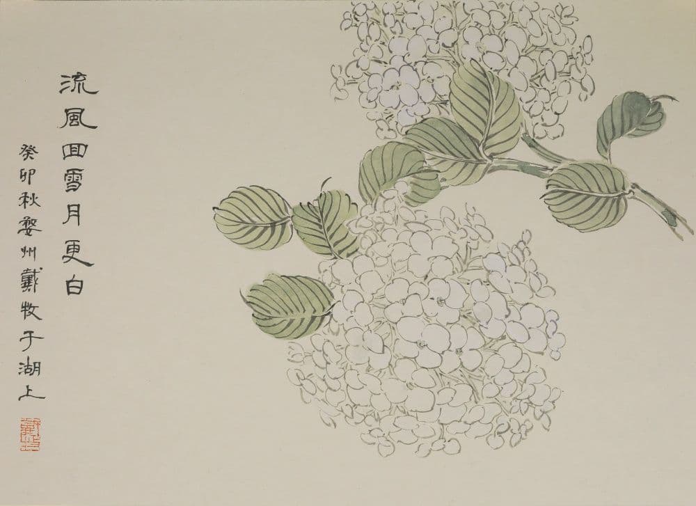 Snow-colored Hydrangea