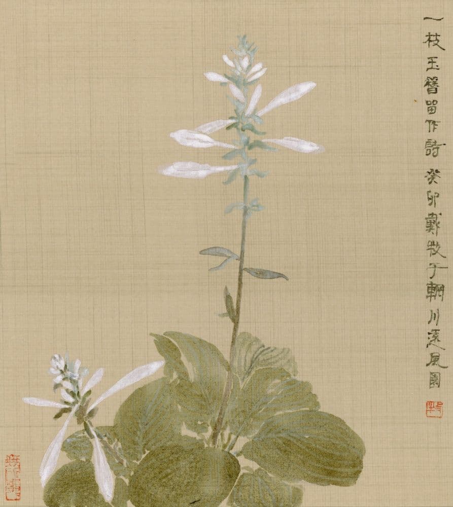 A Branch of Hosta Reserved for Poetry
