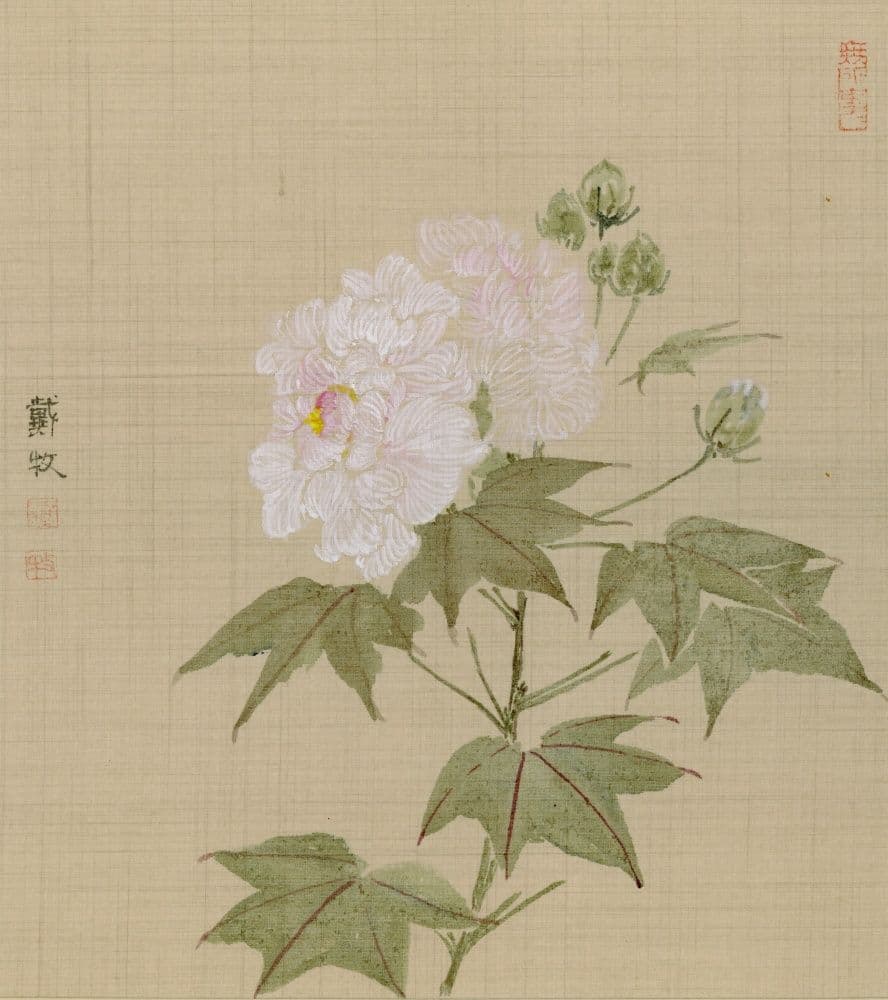 White Hibiscus