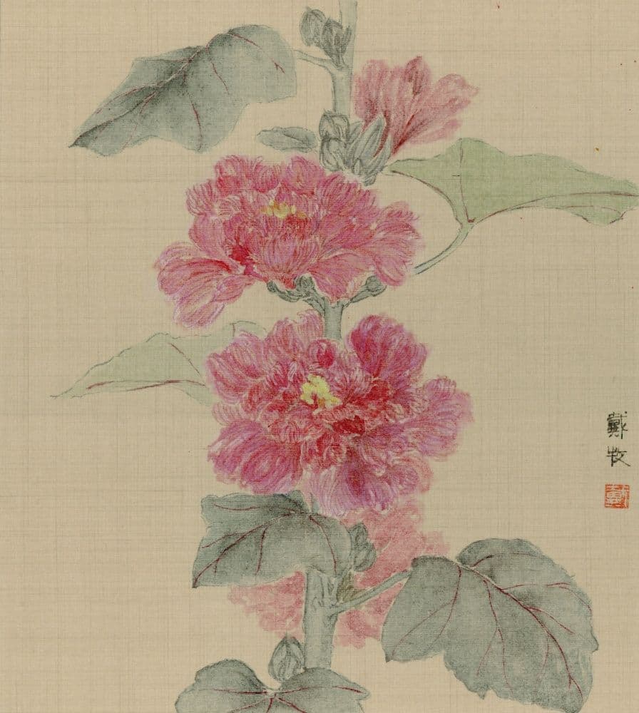 Hollyhock