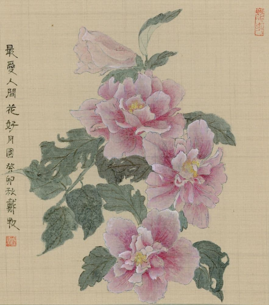 Hibiscus Syriacus