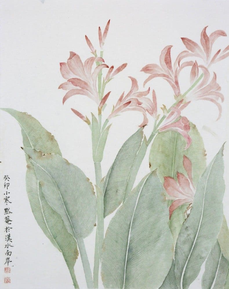 Canna Flower
