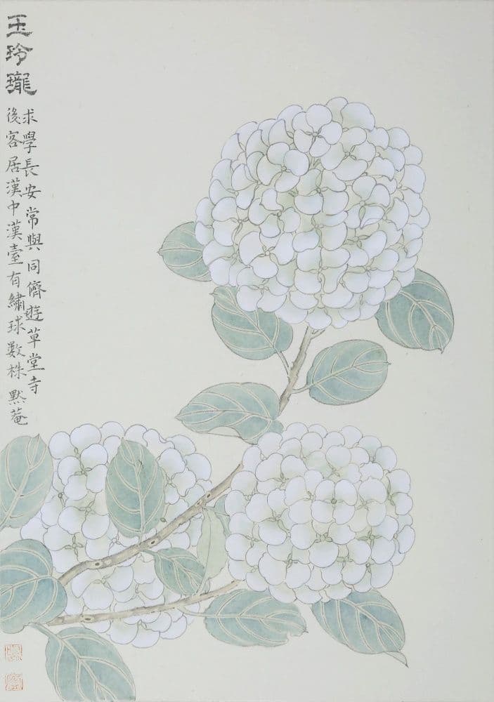 Hydrangea Flowers