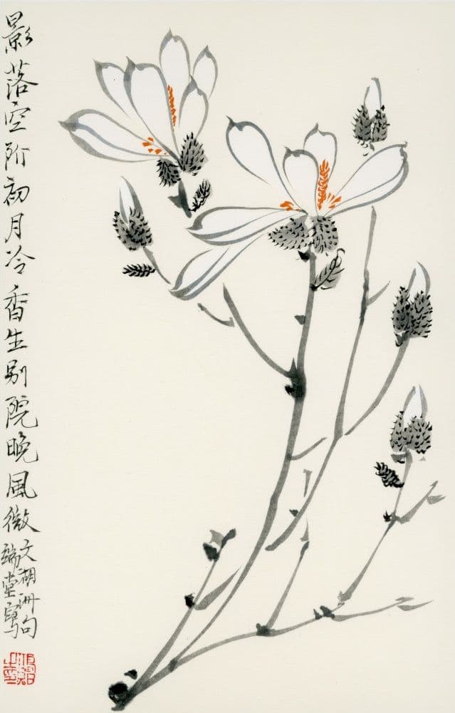 Magnolia