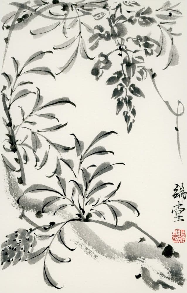 Wisteria
