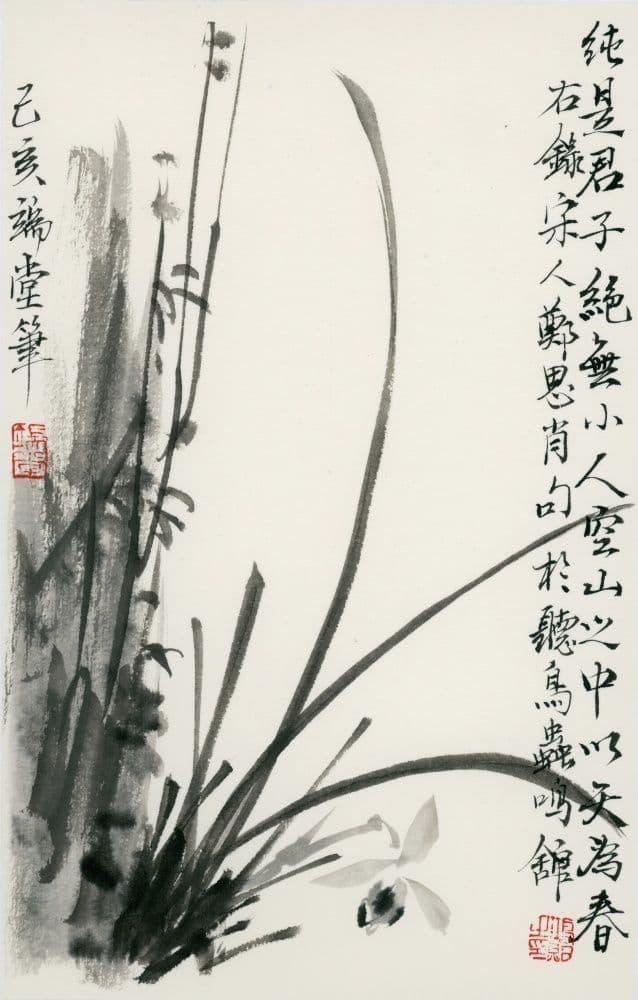 Orchid