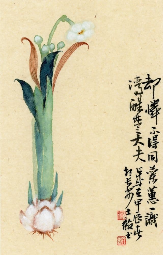 Narcissus