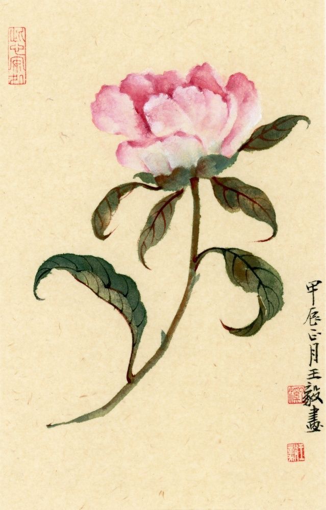 Peony