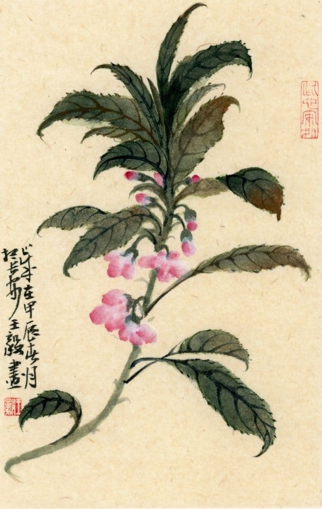 Impatiens